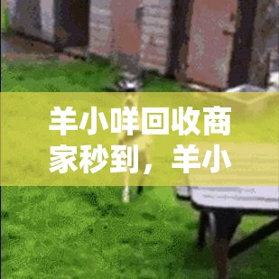 羊小咩回收商家秒到,羊小咩一手回收商家